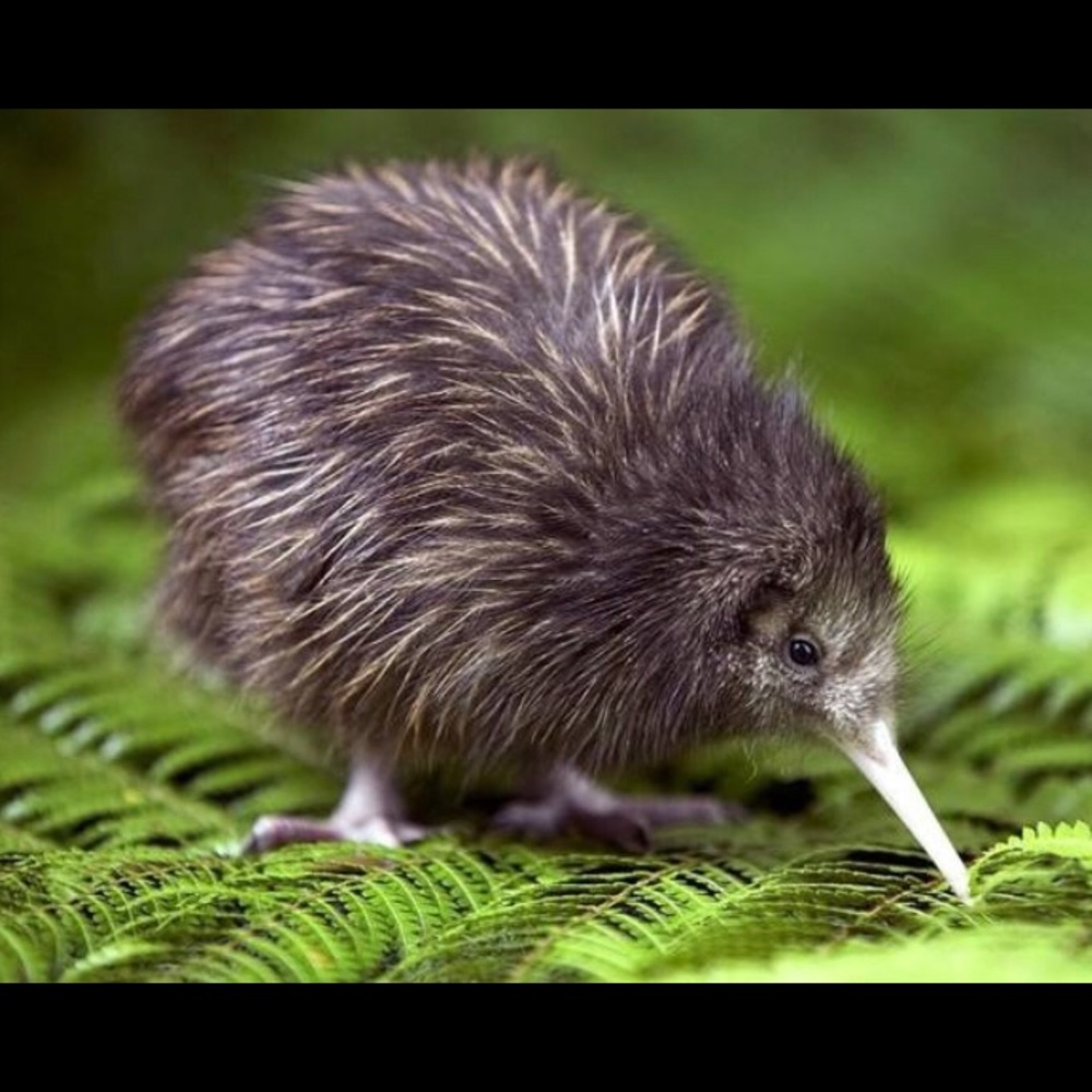 Meet your Posher, Thea